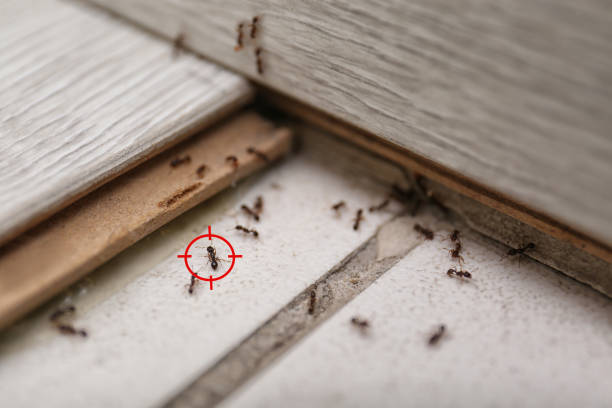 Best Exterminator Services  in Wallis, TX