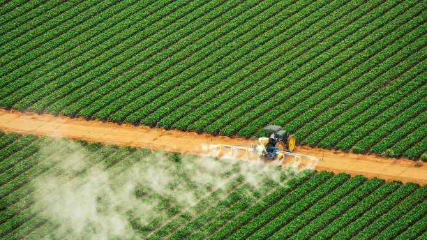 Best Termite Control Services  in Wallis, TX