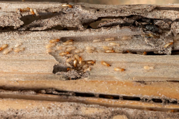 Best Best Pest Control Companies  in Wallis, TX